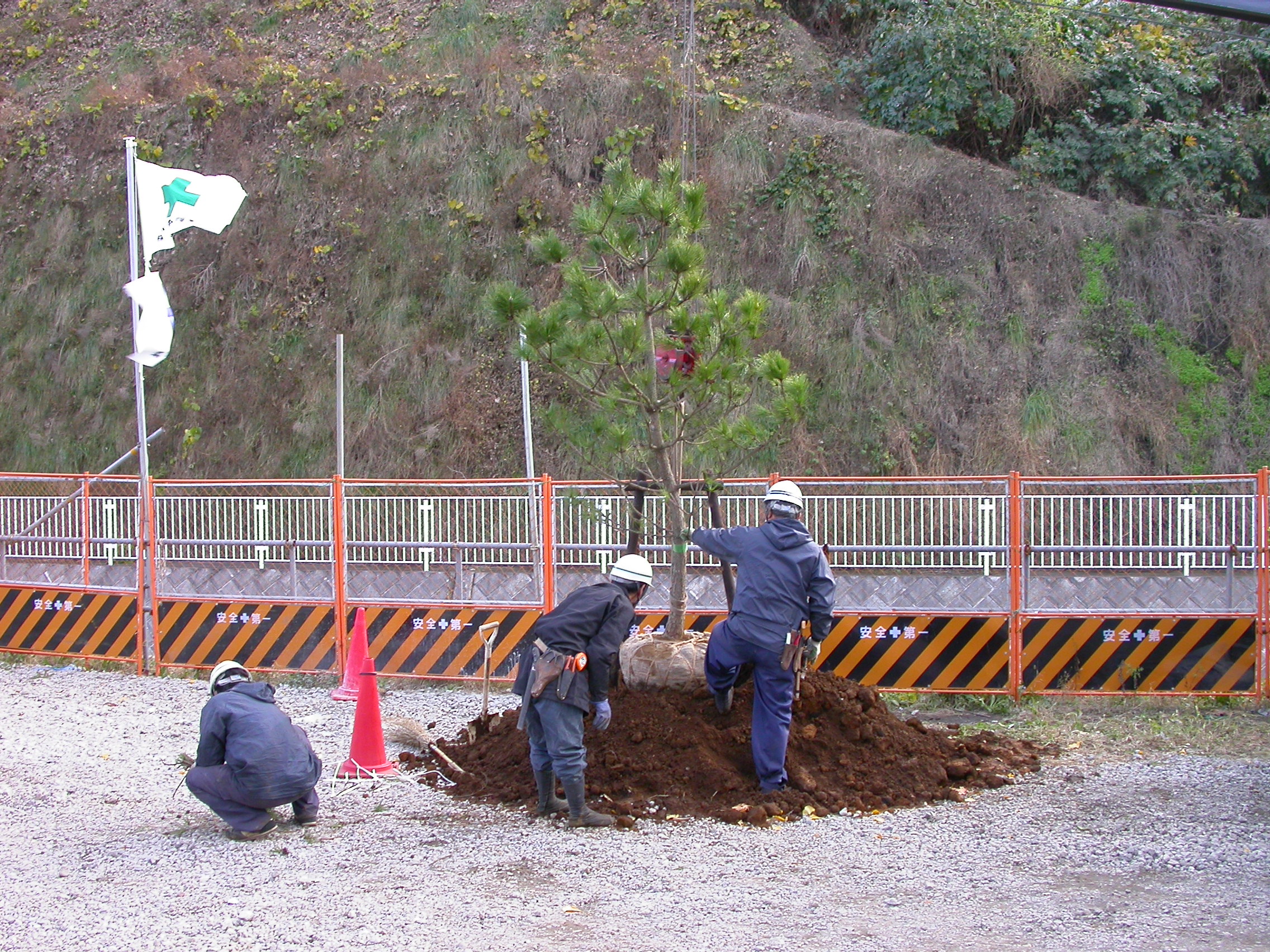 クロマツ野木植栽開始